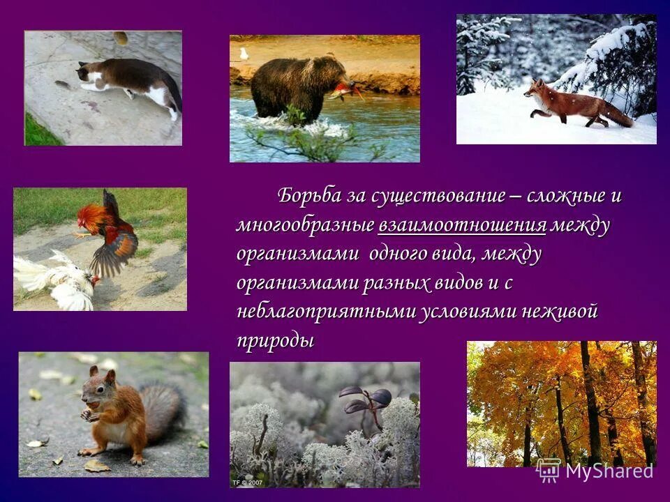 Существование разнообразный. Существование разнообразный. Агрессия в биогеоценозе. Внутривидовая борьба примеры. Существование разнообразный.