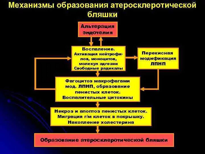 Исходы патогенеза. Формирование атеросклеротической бляшки патогенез. Стадии формирования и механизмы развития атеросклеротической бляшки. Образование атеросклеротической бляшки патогенез. Механизм образование атерохлеротической бляшки.