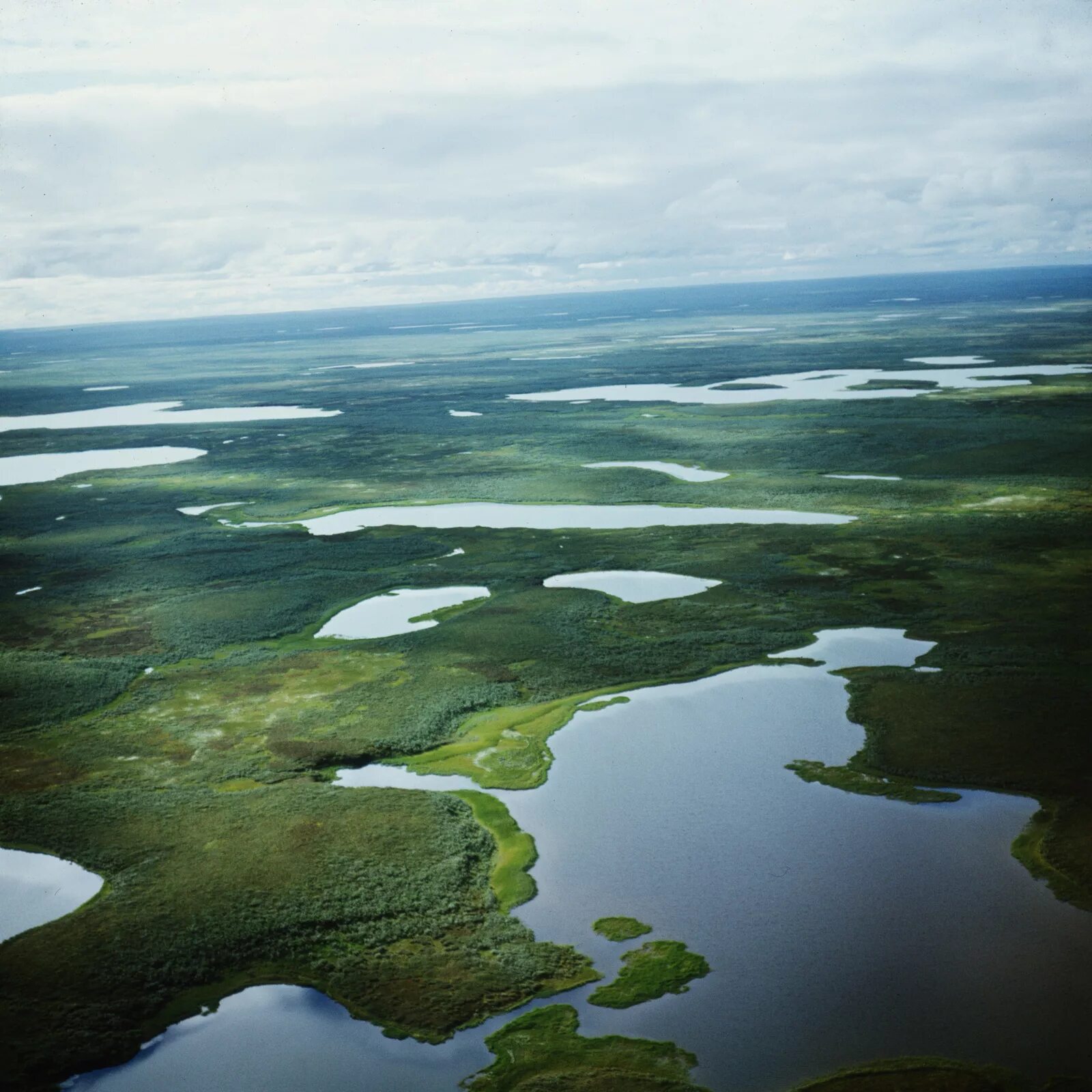 болота кольского полуострова. болота кольского полуострова. болота тундры. термокарстовые озера сибири. болота на полуострове таймыр.