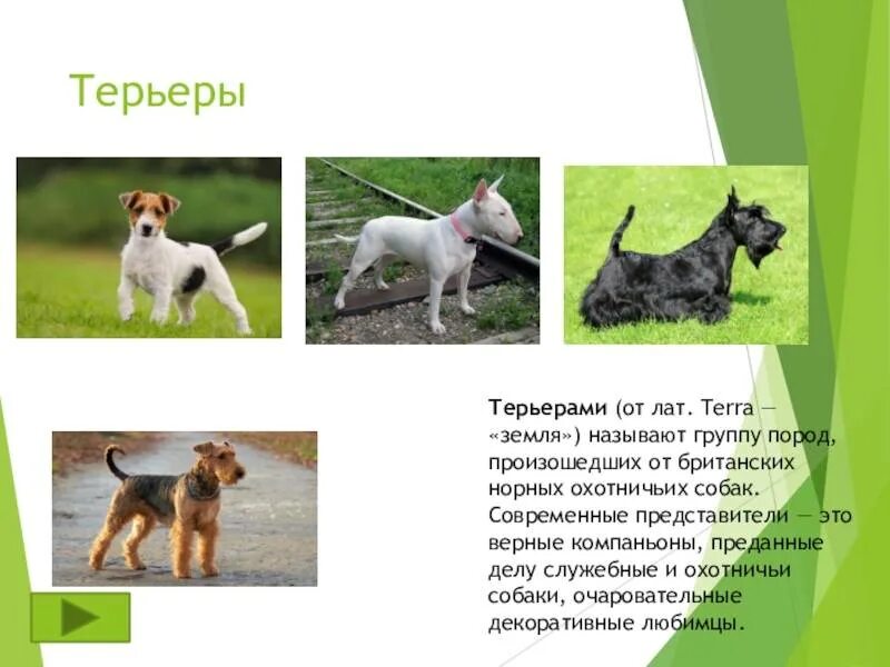 Общее название охотничьих комнатных собак. Норные породы собак. охотничьи собаки и их названия. охотничьи собаки породы описание. группы охотничьих собак.