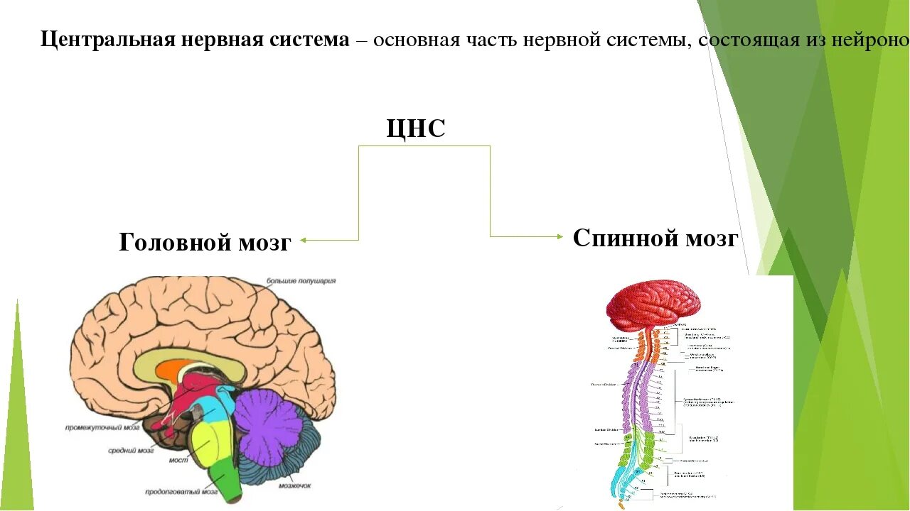 Что является центром нервной системы. ЦНС головной мозг строение. Центральная нервная система состоит из схема. ЦНС состав схема. Строение ЦНС схема.