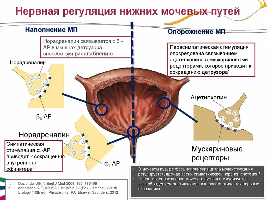 Гипотония детрузора мочевого пузыря. Мочевой пузырь гиперактивный мочевой пузырь. Рецепторы моего пузыря. Нейрогенная дисфункция мочевого пузыря. Гипотония мочевого пузыря