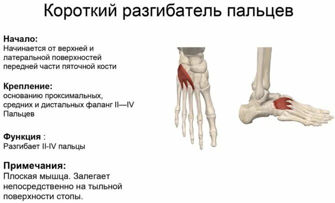 Длинный сгибатель стопы. Короткий разгибатель большого пальца стопы иннервация. Короткий разгибатель пальцев стопы анатомия. Сгибатель большого пальца стопы анатомия. Короткий разгибатель мизинца стопы.