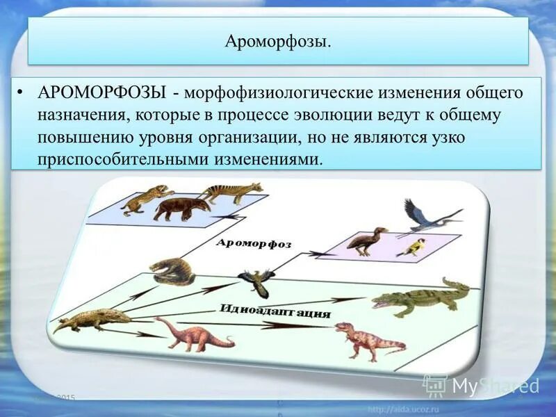 Примером ароморфоза является развитие