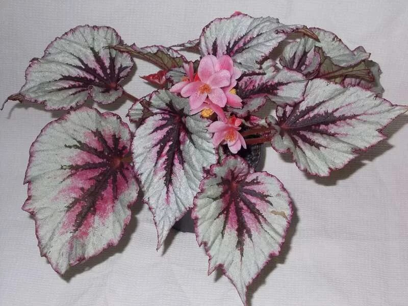 Бегония ивнинг глоу. Бегония beleaf alaska creek. Бегония блад белиф ивнинг глоу. Бегония королевская evening glow. Бегония ивнинг глоу.