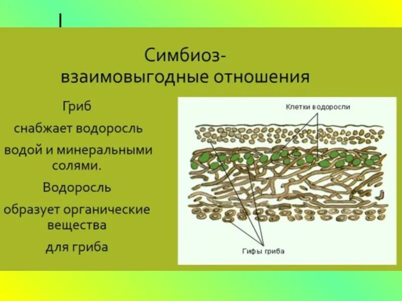 Грибы в лишайниках какие функции. Строение симбиоз лишайников. Симбиоз гриба и водоросли в лишайнике. Симбиоз грибов и водорослей в лишайнике. Лишайник это симбиоз.