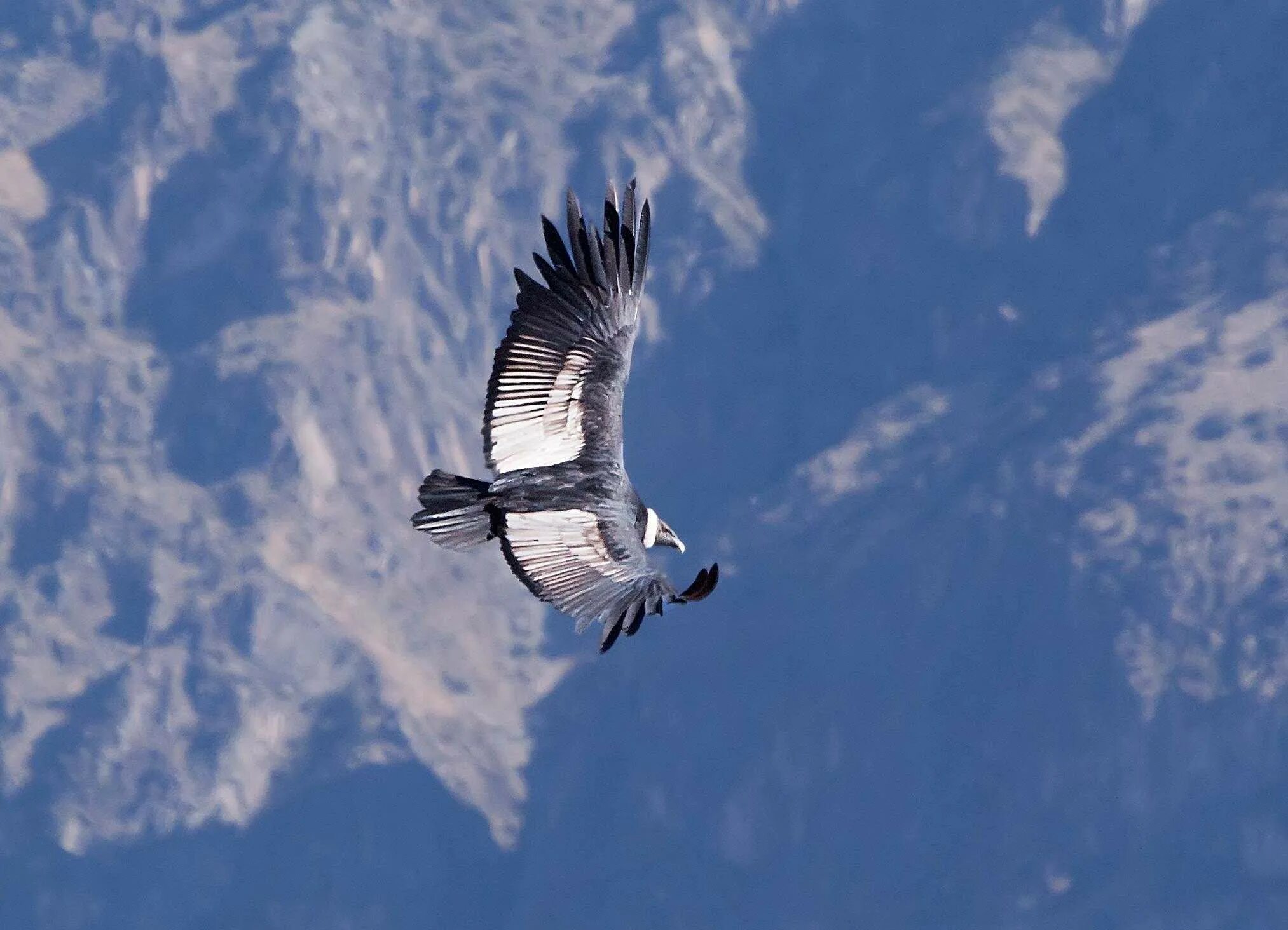 Птицы летающие на высоте. Кондор в Андах. Полет кондора. Каньон колка Кондоры. Полет птицы.