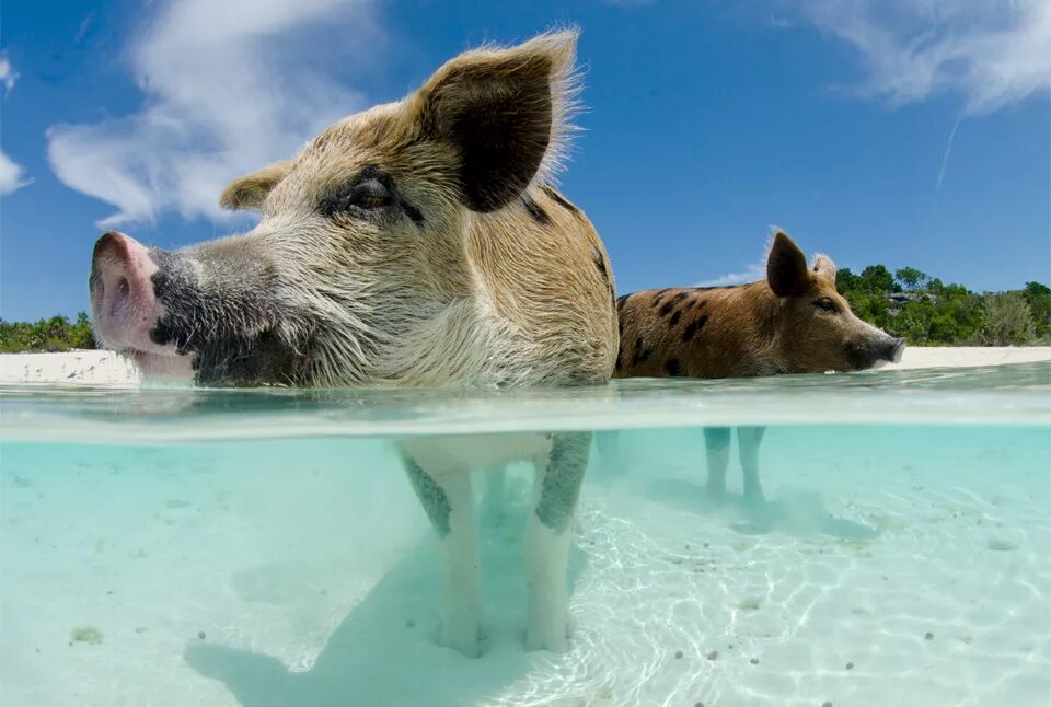 Свинка плавает. Остров Биг Мэйджор Кэй Багамские острова. Пиг-Бич Багамские острова. Остров Эксума Багамы, Пиг Бич.. Багамские острова остров свиней.