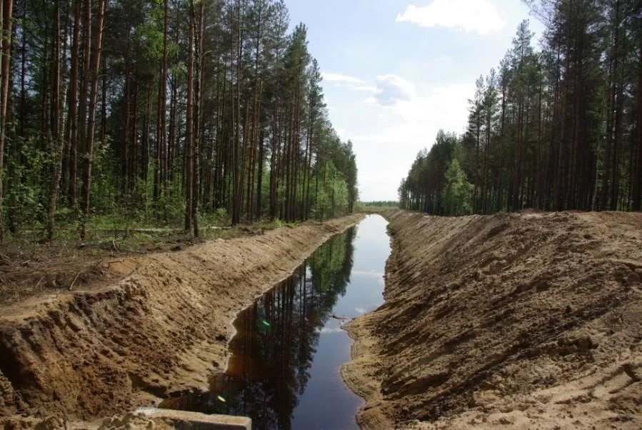 дзякинское болото. сюрьевское болото. болото канал. болото ельня. болото канал.