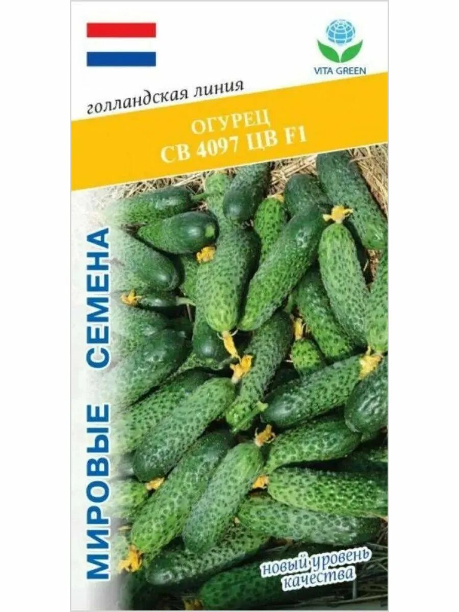 Семена огурца 4097. Огурец св 4097 цв f1. Семена огурца 4097. Сорт огурцов sv4097cv. Огурец св 4097 f1 10 шт.