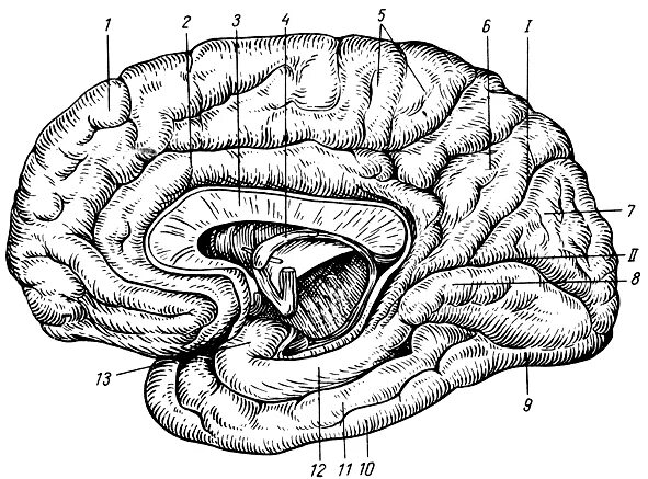 Медиальная поверхность мозга. Шпорная борозда головного мозга. Извилины головном мозге медиальная поверхность. Борозды и извилины медиальной поверхности полушария большого мозга. Борозды мозга медиальная поверхность.