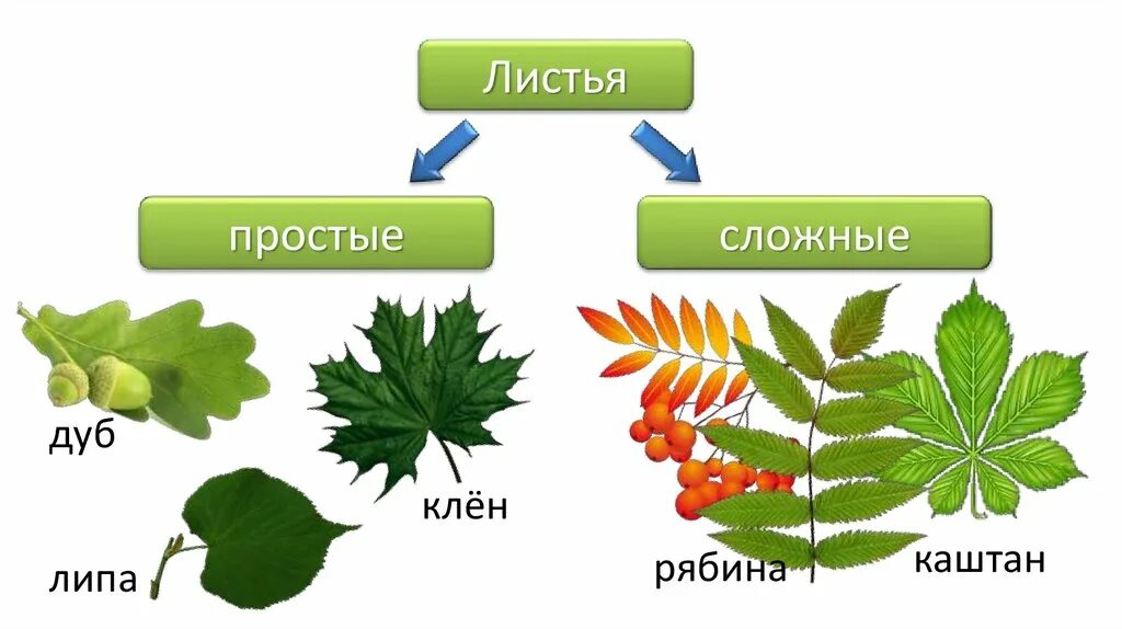 Листья дуба клена рябины. Рябина листья простые или сложные. Сложный лист рябины. Сложные листья рябина, каштан. Лист рябины простой или сложный лист.