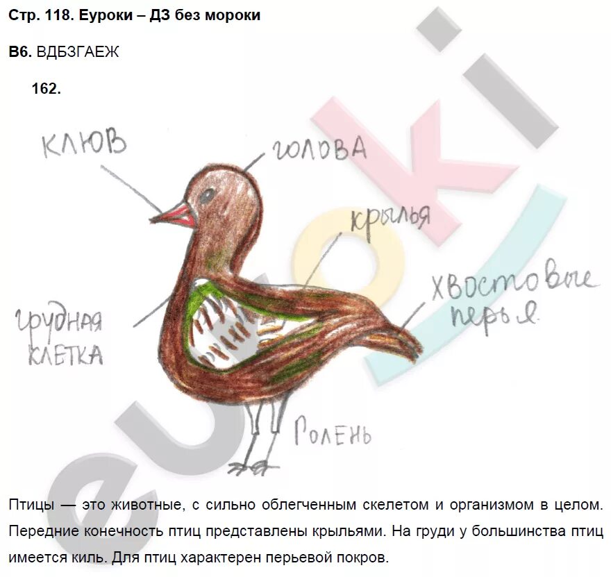 Класс птицы 7 класс рабочая тетрадь. Творческие задания по биологии 7 класс птицы. Биология 7 класс Захаров Сонин птицы. Гдз по биологии 7 класс птицы. Биология рабочая тетрадь птицы.