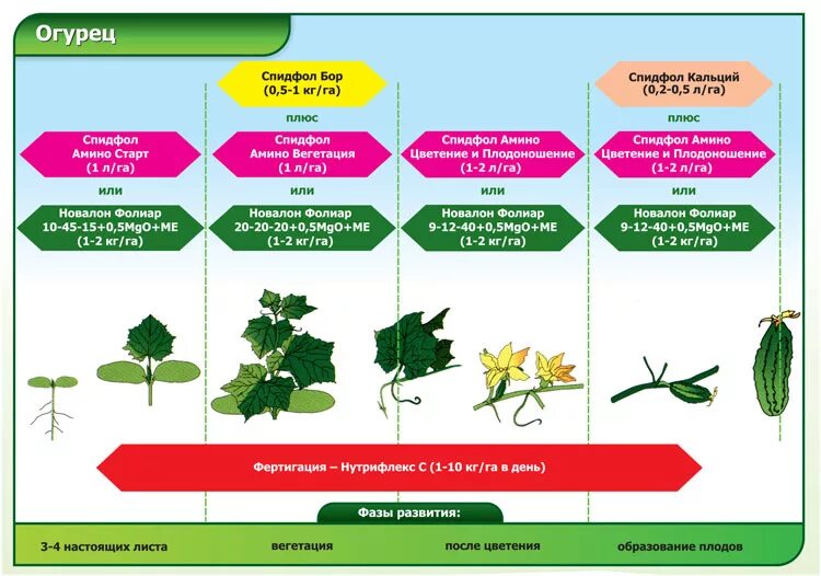 Схема удобрения огурцов в открытом грунте. Схема удобрений томатов и огурцов. Схема подкормки огурцов минеральными удобрениями. Схема подкормки огурцов удобрениями в открытом грунте. График подкормки томатов