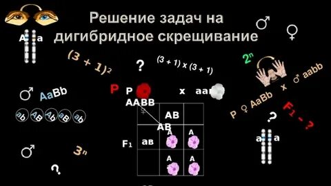 Решение задач на дигибридное скрещивание