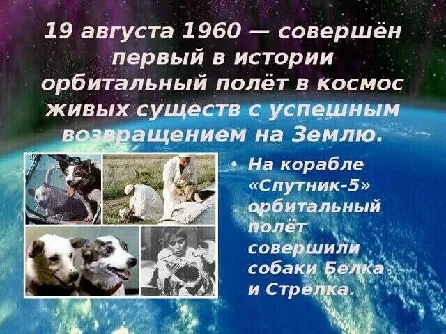Белка и стрелка 19 августа 1960 года. Первый полет в космос собаки. Первая собака полетевшая в космос. Первый полет в космос белки и стрелки. 19 августа 1960