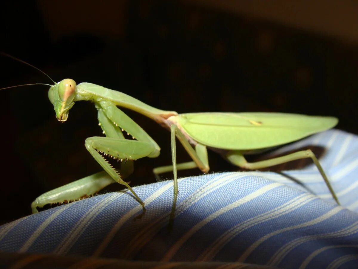 Жук богомол. Богомол альбинос. Мантис богомол. Praying Mantis насекомое.