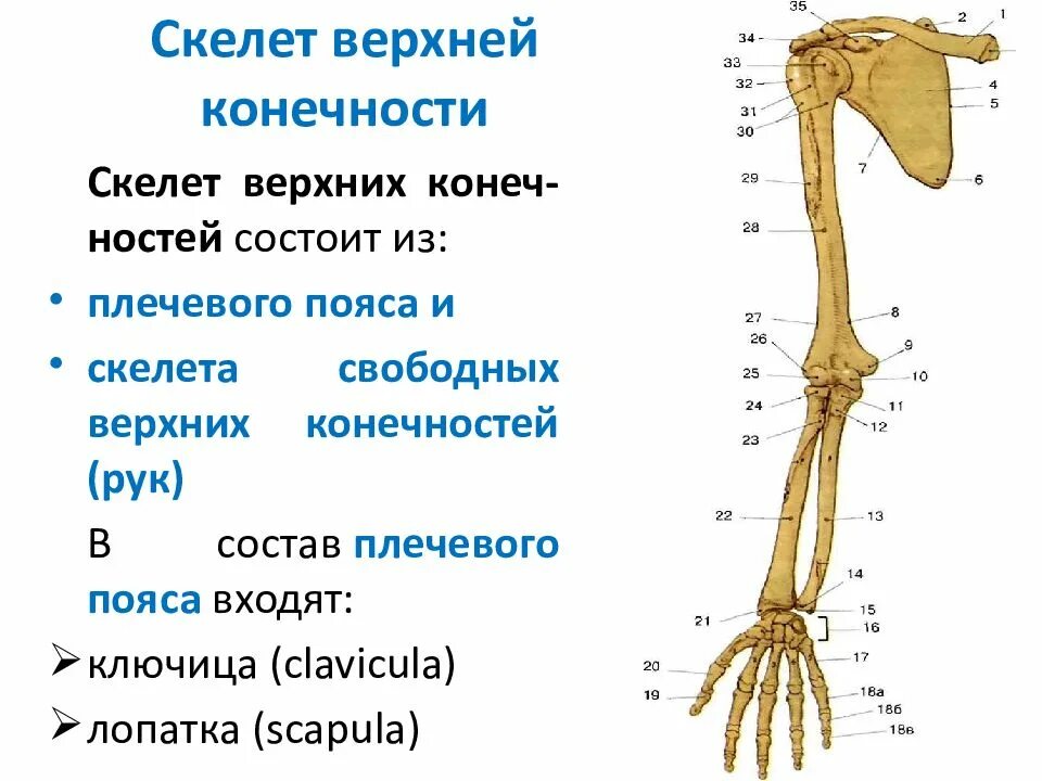 Анатомия верхней конечности. Костный скелет свободной верхней конечности. Строение скелета верхней конечности анатомия. Скелет верхних конечностей пояс верхних конечностей. Скелет верхней конечности свободная конечность.