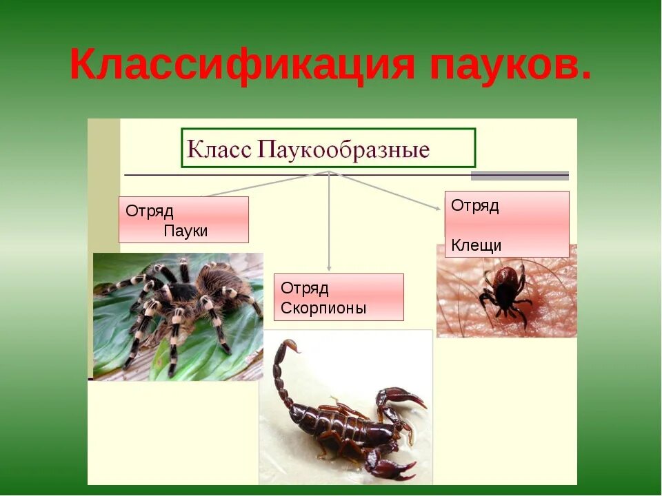 Паук какая группа животных. Класс паукообразные систематика. класс паукообразные систематика класса. классификация пауков. классификация паукообразных.