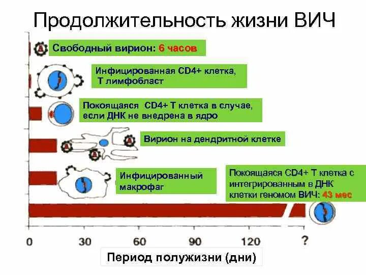 Сколько клеток вич