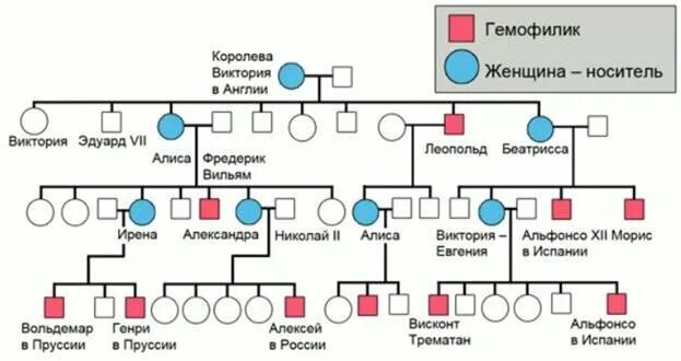 Родословная биология 11 класс. Генеалогический метод наследование гемофилии. Родословная генетика с гемофилией. Родословная королевы Виктории наследование гемофилии.