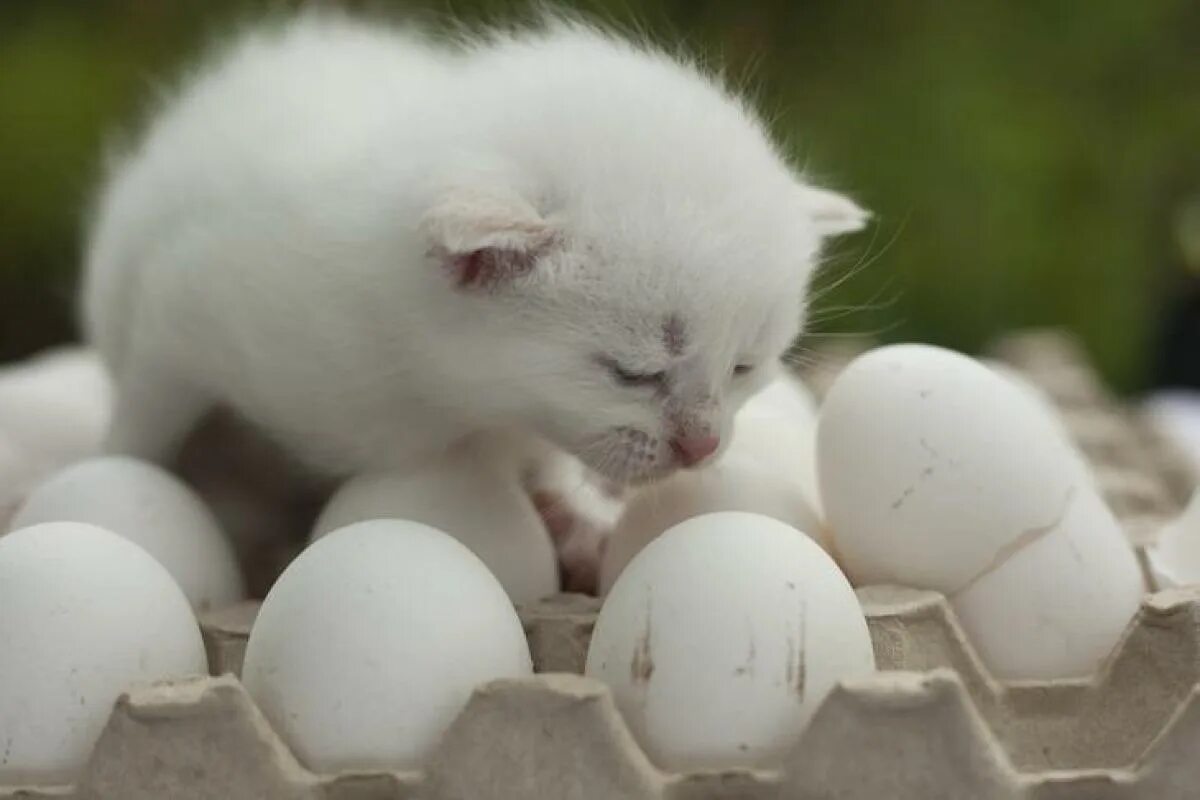 Кошке можно давать яйцо. Яйцо кошечки. Котик с яйцами.