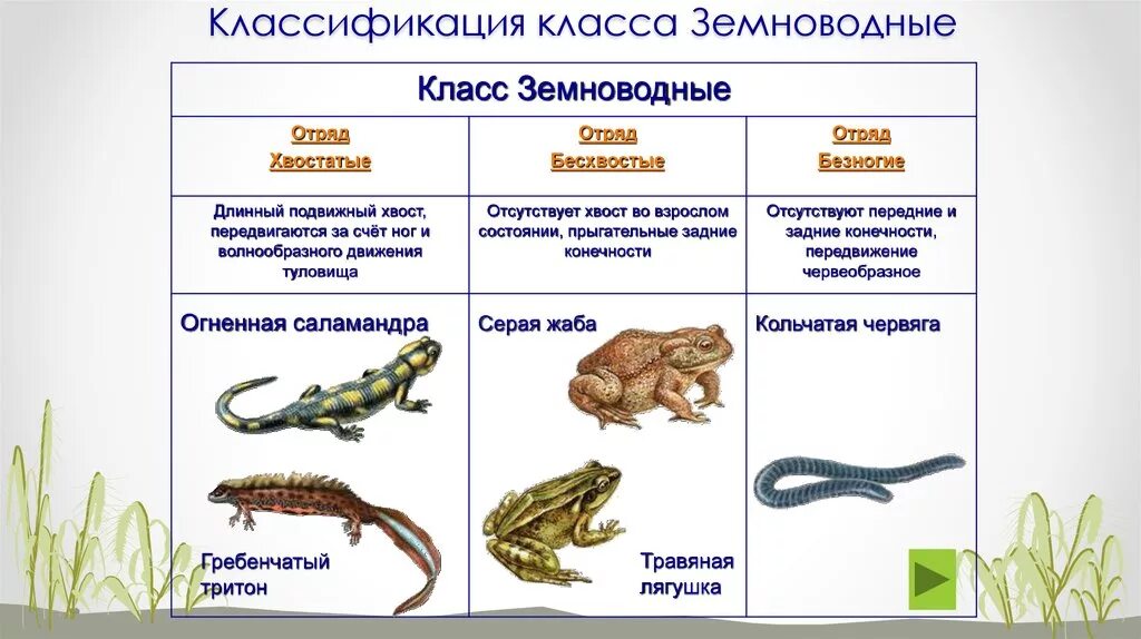 Пресмыкающиеся подготовительной группе. Классификация амфибий схема. Классификация земноводных схема. Земноводные признаки группы 3 класс. Класс земноводные классификация.