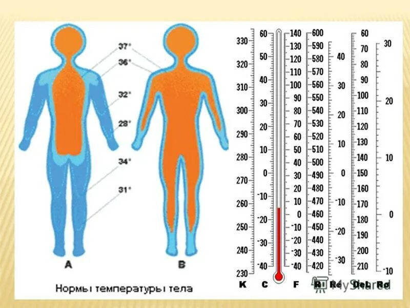 Области тела человека температура. Таблица нормы температуры тела. Температура в различных частях тела. Температура человека. Показатели температуры тела человека.