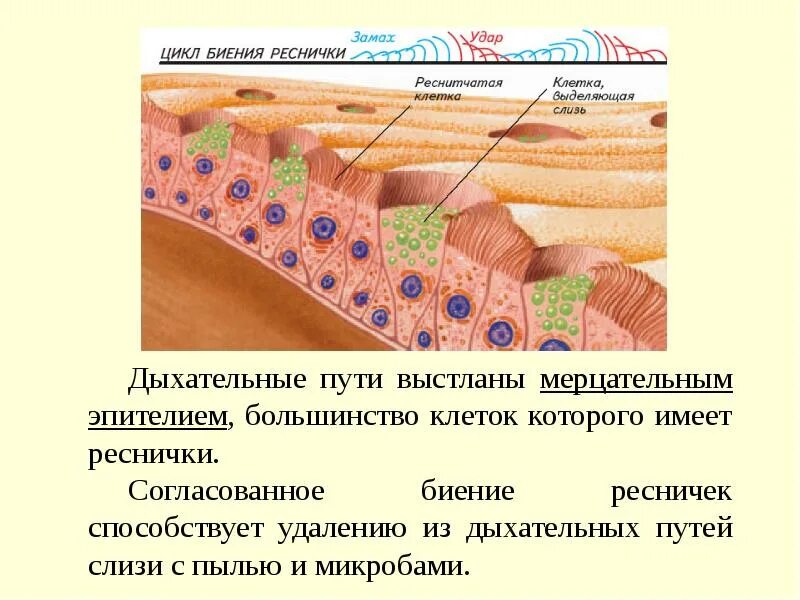 Какие функции выполняет эпителий. Реснитчатый мерцательный эпителий функции. Мерцательный эпителий дыхательных путей. Функции мерцательного эпителия дыхательных путей. Мерцательный эпителий строение местонахождение.