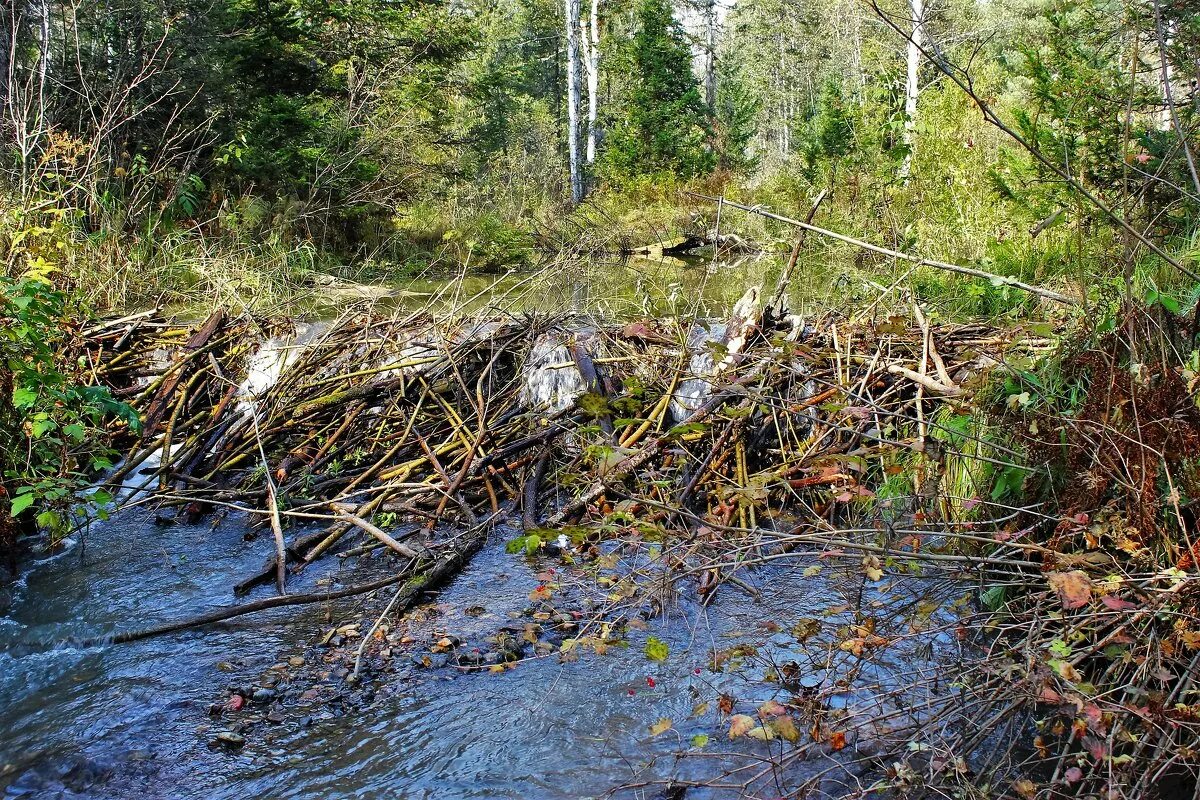 Бобровая плотина вуд-баффало. Бобр строит плотины на реках. Бобровая плотина. Хатка ондатры. Бобровая плотина вуд-баффало.