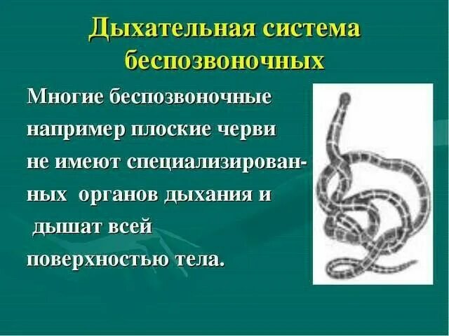 Строение беспозвоночных животных. Дыхательная система беспозвоночных. органы дыхания беспозвоночных. органы дыхания беспозвоночных животных. эволюция органов дыхания у беспозвоночных.