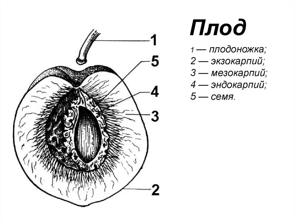 Околоплодник это разросшиеся. Строение плода эндокарпий. Плод костянка схема. Эндокарпий у костянки. Строение косточковых плодов.