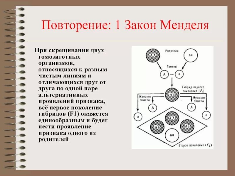 Первый закон Менделя. При скрещивании двух чистых линий. При скрещивании 2 организмов относящихся к разным чистым линиям. Первый закон Менделя схема.