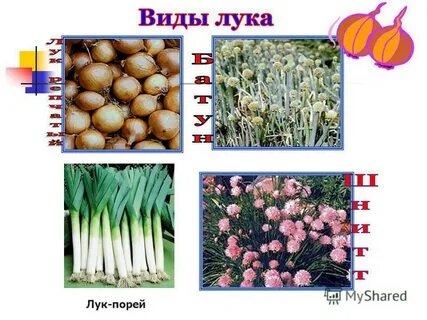 Цибуля перевод на русский