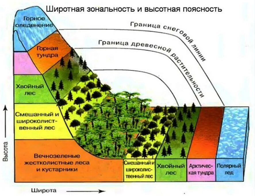 Природный комплекс локального уровня. Высотная поясность почвенного Покрова. Зональность географической оболочки. Климат природной зоны зона ВЫСОТНОЙ поясности. Области ВЫСОТНОЙ поясности пояс.