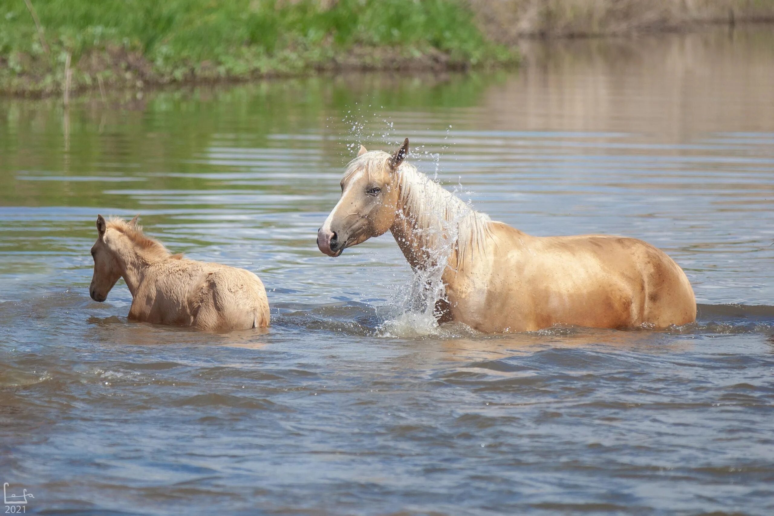 Лошадь купается. Купание лошадей в реке. Кони у реки. Лошадь у реки. Купание лошадей