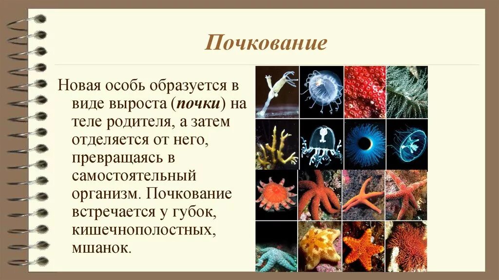 Почкование фрагментация. Почкование. организмы для которых характерно почкование. живые организмы почкования. почкование губок.