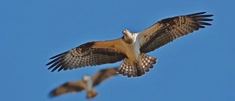 Шехеразада ертегілерінің онлайн порно видеолары