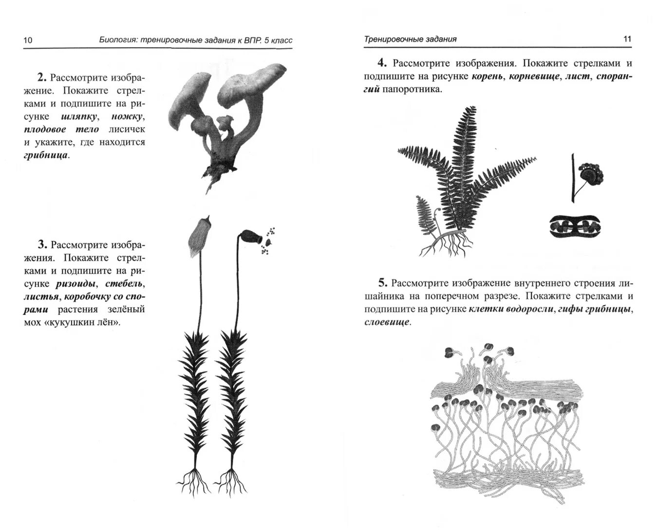 Впр по биологии 5 купить