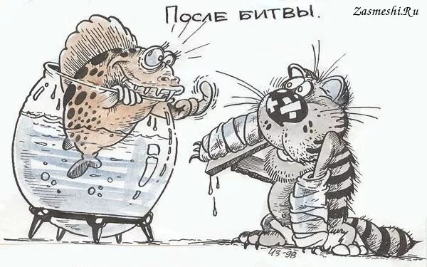 Кот после битвы. Кот карикатура. карикатура кот и рыба. карикатуры про котов. юмористические зарисовки.