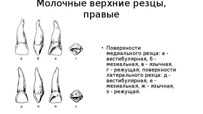 Зуб боковой резец. Латеральный резец верхней челюсти анатомия. Медиальный резец верхней челюсти анатомия. Верхний резец зуб анатомия. Латеральный резец верхней челюсти левый.