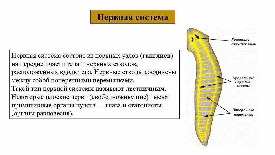 Нервная система лестничного типа у червей. Нервная система плоских червей Тип. Нервная система у свободноживущих плоских червей. Тип нервной системы у круглых червей.