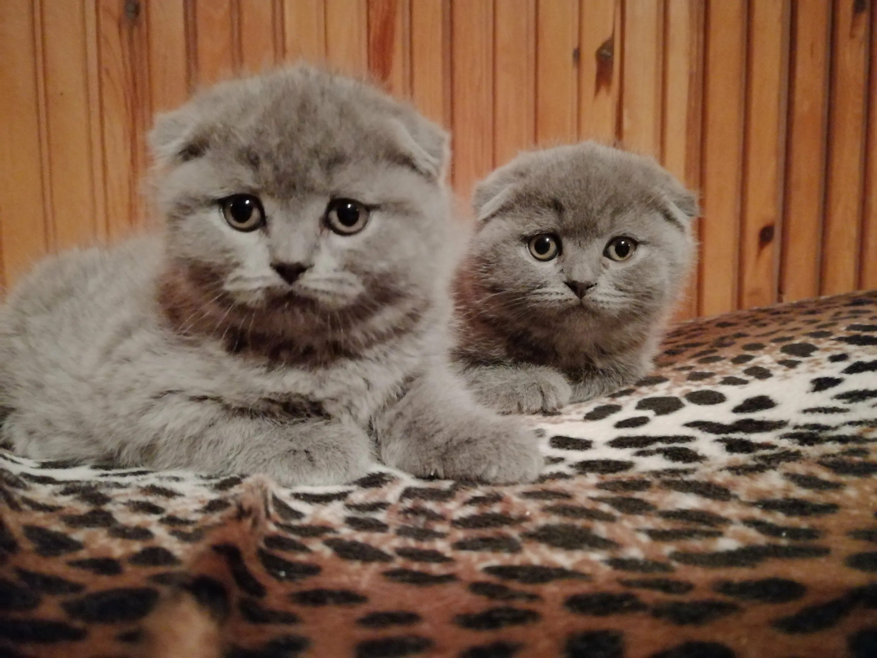 Котята британские плюшевые вислоухие. Котята скоттиш фолд вислоухие. Продам шотландских котят. Шотландские вислоухие котята. Голубые котята шотландцы вислоухие.