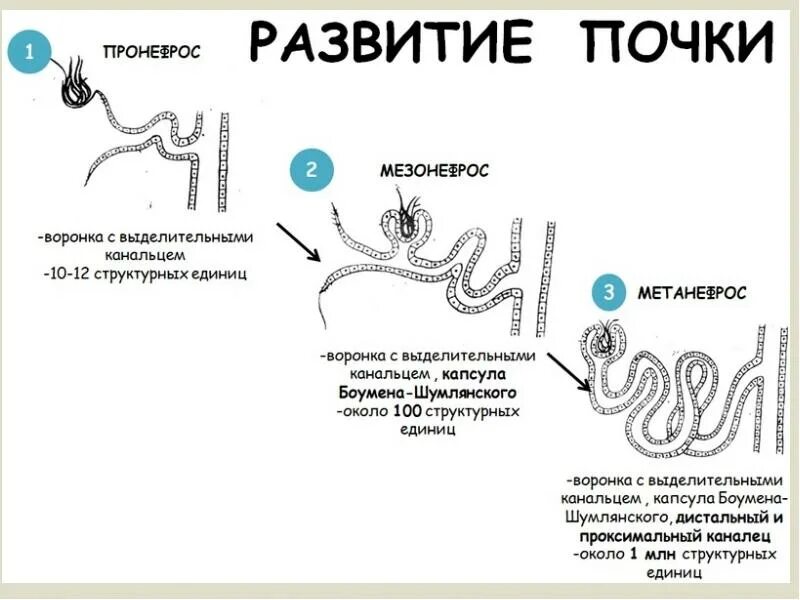 Эволюция выделительной системы у позвоночных животных. Филогенез выделительной системы у беспозвоночных животных. Эволюция системы выделения у животных. Эволюция выделительной системы у животных. Выделения беспозвоночных