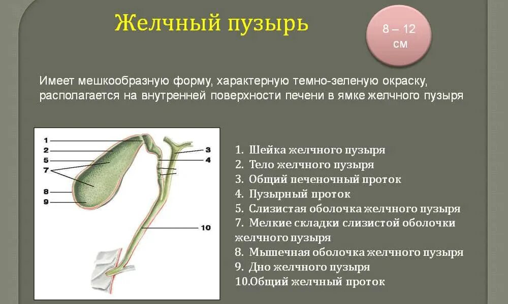 Желчный пузырь шейка тело