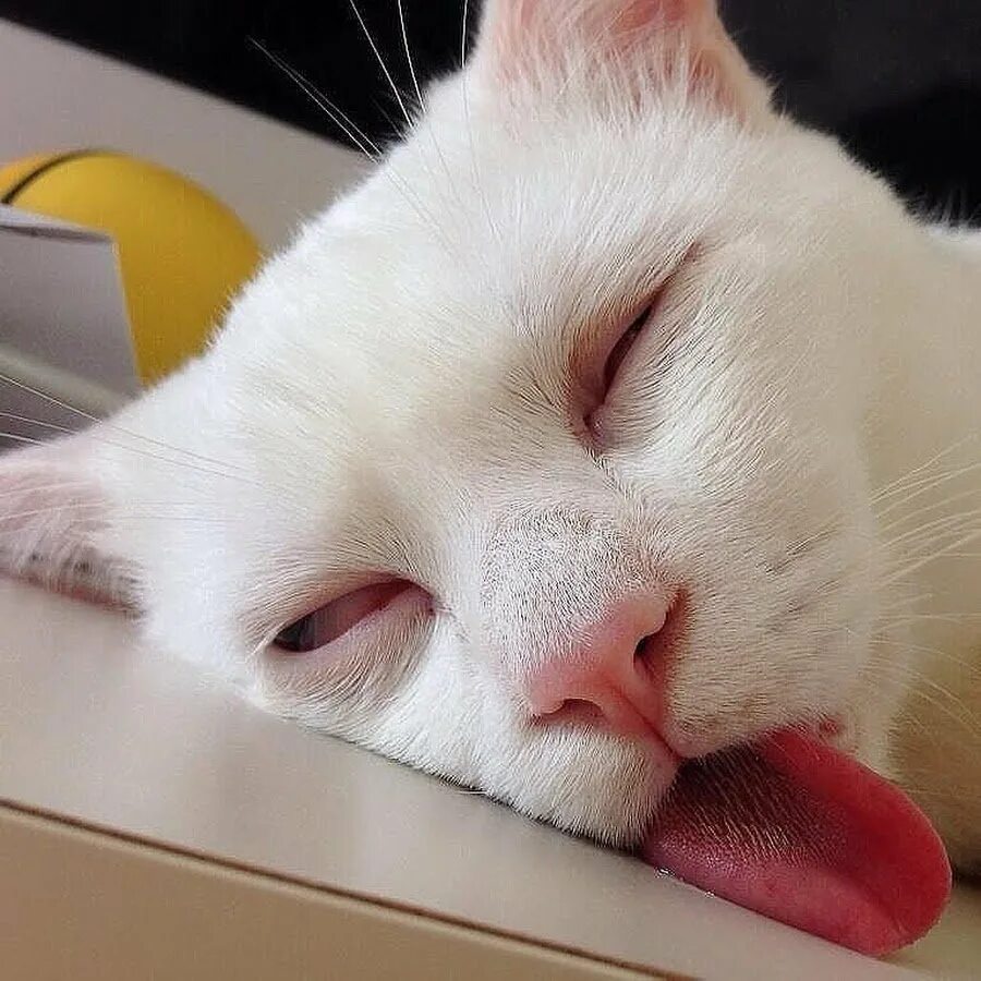 Уставший кот картинки. Уставший кот. сонный кот. заспанный кот. спящий кот с высунутым языком.