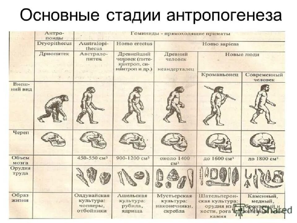 Первичная стадия развития. Основные этапы антропогенеза схема. Этапы развития человечества Антропогенез..... Основные этапы антропогенеза (Эволюция предков человека). Антропогенез основные этапы эволюции человека.