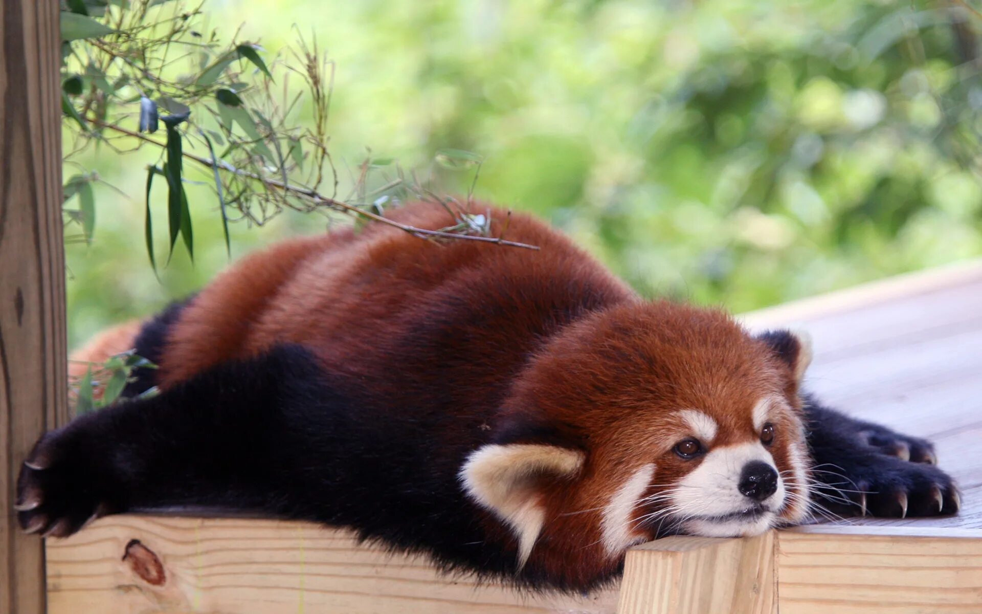 Красная па. Красная енотовидная Панда. Малая (красная, рыжая, енотовидная) Панда. Красная Панда малая Панда. Малая Панда Стайана.