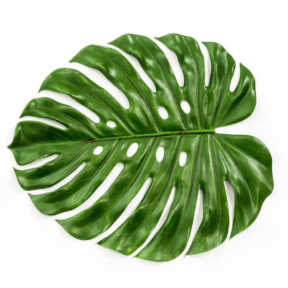 Монстера Делициоза (Monstera deliciosa). Монстера Тениус. Монстера Эскулето. Монстера ланиата.