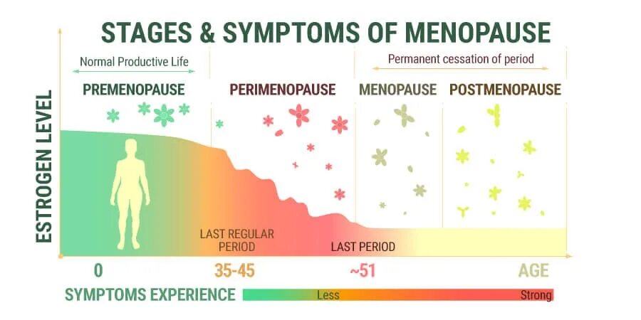 Эндокринолог менопауза. Menopause phases. Изменения фигуры в пременопаузе. Женщина счастливая в постменопаузе. Van Ittersum в постменопаузе.